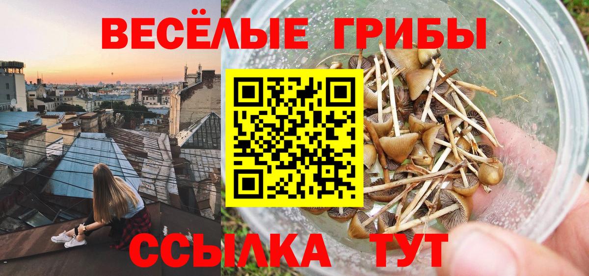 Псилоцибиновые грибы GOLDEN TEACHER Краснодар